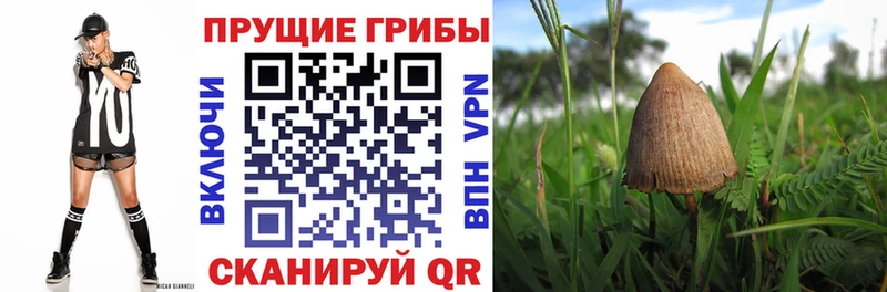 Псилоцибиновые грибы Cubensis  Купить  Ливны 